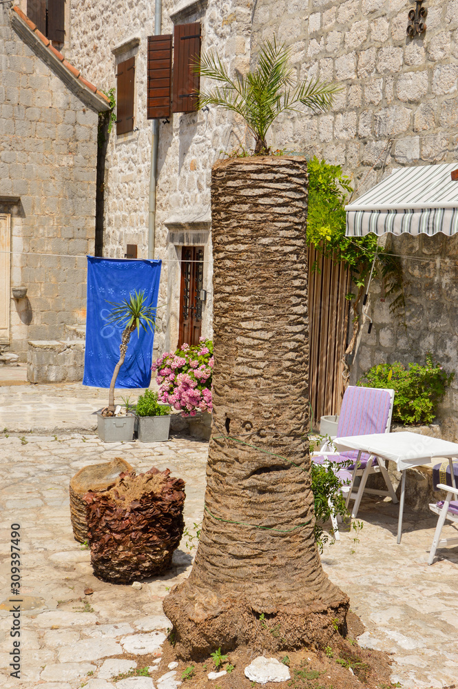 Fototapeta premium Palm tree with few leaves in old town of Kotor, Montenegro