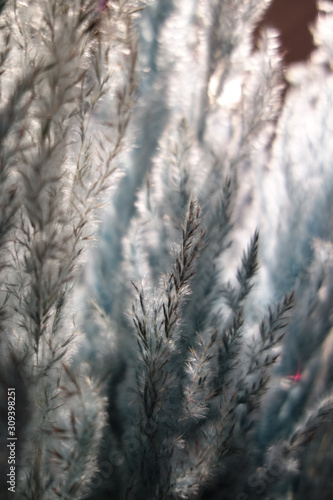 Macro of a plant with small  pointed leaves in a Christmas style with aqua-menthe colours