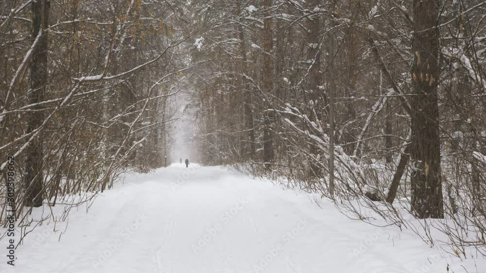 Mixed winter forest, there is a fine snow Mixed winter forest, there is a fine snow