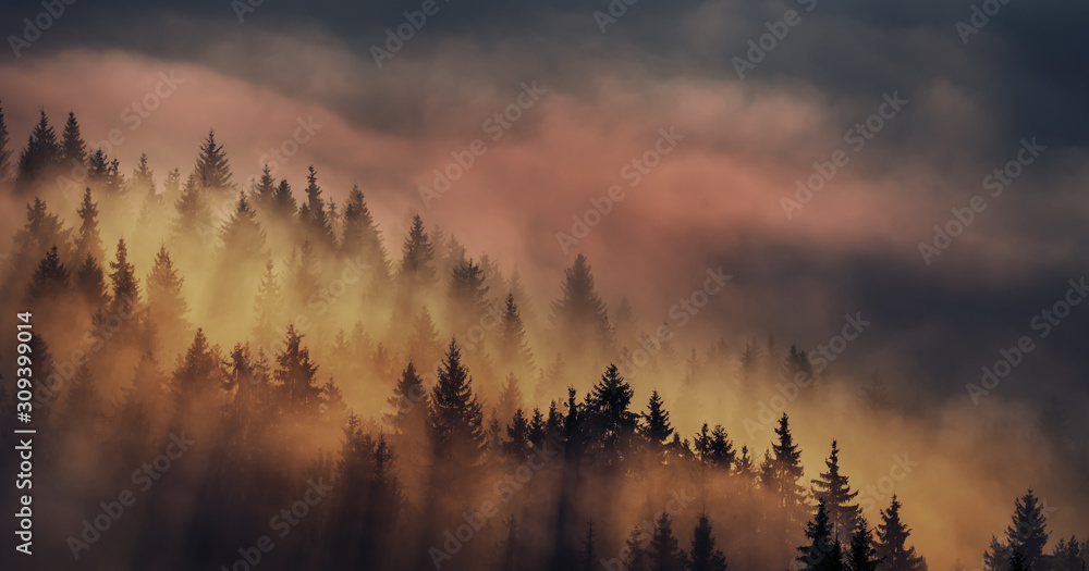 Obraz premium Fantastic view of the early morning in the mountains. Silhouettes of rows of fir trees on the slopes of the mountains in the sun and clouds of fog. Dark photo in the morning twilight. Dramatic fog and
