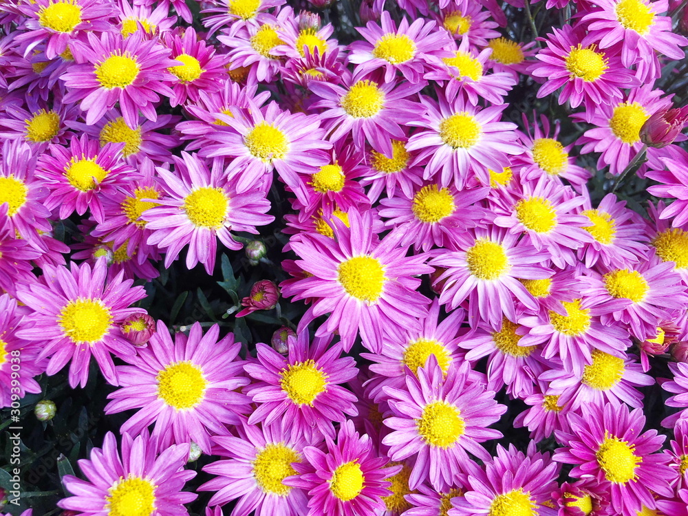 Purple Chrysanthemum flower in the garden background Purple Chrysanthemum flower in the garden background