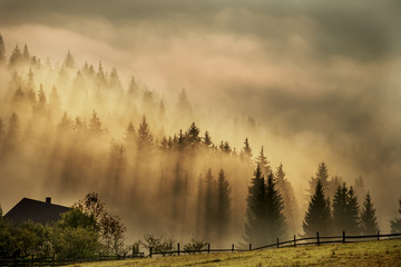 Keuken achterwand Mistig bos Sparrensilhouetten in dramatische bergmist  © Ann Stryzhekin