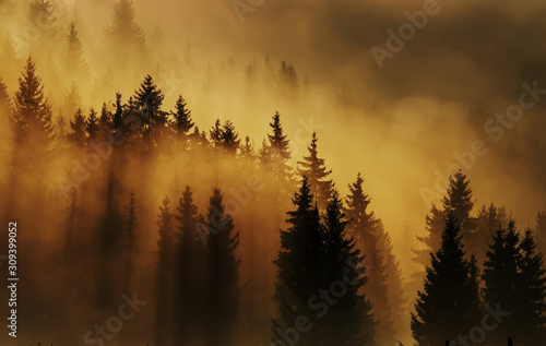 Fantastic view of the early morning in the mountains. Silhouettes of rows of fir trees on the slopes of the mountains in the sun and clouds of fog. Dark photo in the morning twilight. Dramatic fog and