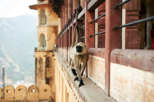 Monkey in the Amber Fort in Jaipur, India. Hanuman Langur or Gray Langur - sacred animal in India.