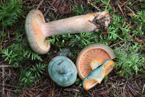 Lactarius quieticolor (Lactarius deliciosus var. quieticolor), known as Saffron milkcap or Carrot milk-cap, wild edible mushrooms from Finland