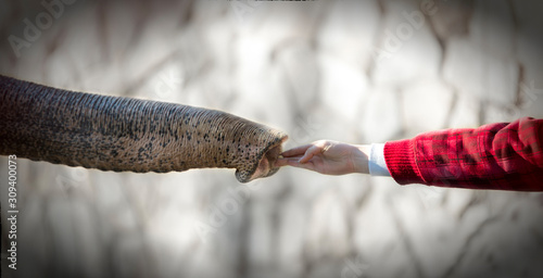 Closeup of beautiful child girl playing together with big friendly elephant.