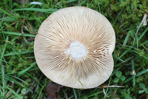 Lactarius quietus, known as the oak milkcap, oakbug milkcap or southern milkcap, wild fungus from Finland photo