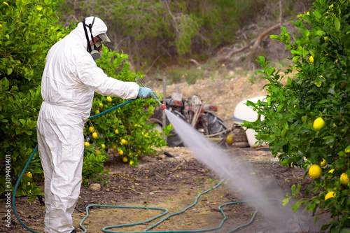 Weed insecticide fumigation. Organic ecological agriculture. Spray pesticides, pesticide on fruit lemon in growing agricultural plantation, spain. Man spraying or fumigating pesti, pest control