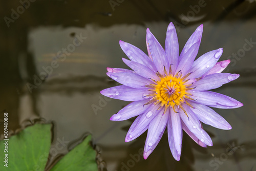 Purple water lily in pond