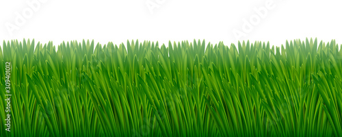 Green juicy grass seamless horizontal pattern. With light fog. Isolated on a white background. Vector illustration.