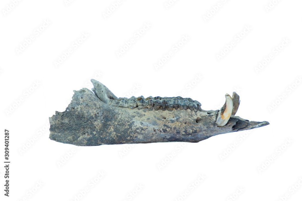 Fototapeta premium jaw, mouth, teeth bone isolated