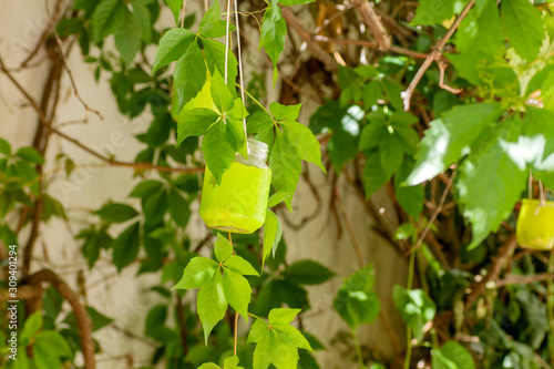 Recycled green glass jar in the garden photo