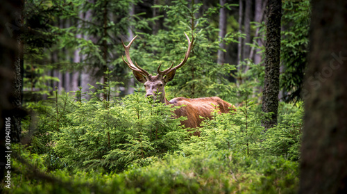 Deer, Cervus elaphus, with antlers growing on velvet.A huge deer in deep spruce forest. Wild animals in spring .