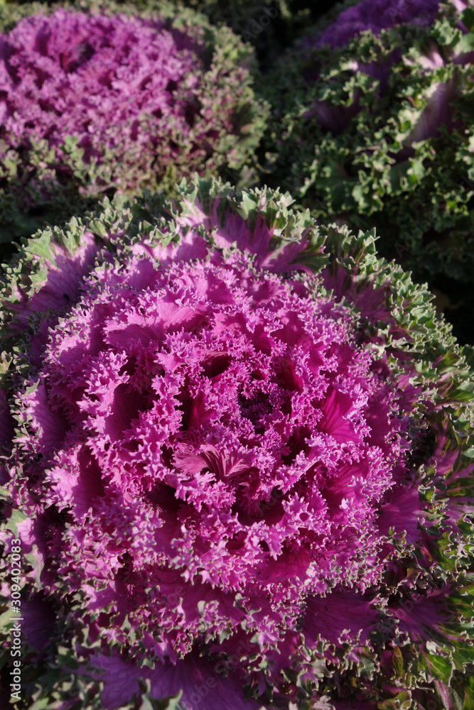 Detail of a brassic oleraceous plant of round shape, with large leaves and toothed edge, green outside and pink center.