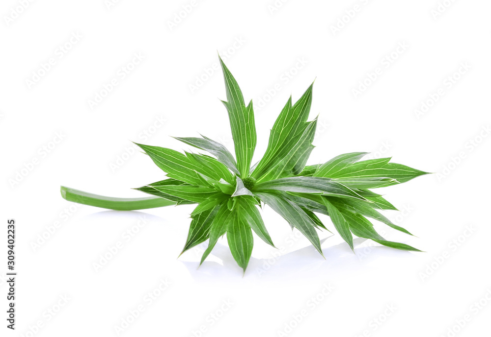 Fresh culantro,Sawtooth Coriander - Eryngium foetidum isolated on white background Fresh culantro,Sawtooth Coriander - Eryngium foetidum isolated on white background