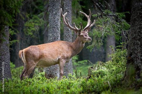 Deer  Cervus elaphus  with antlers growing on velvet.A huge deer in deep spruce forest. Wild animals in spring .