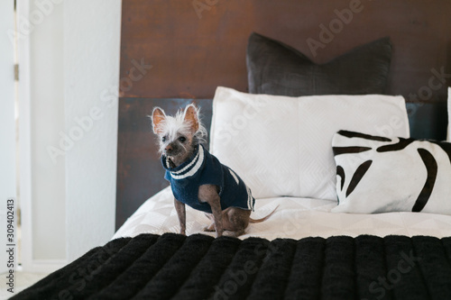 Fotografie Chinese crested dog wearing sweater sitting on bed
