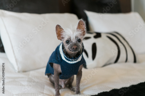 Photography Chinese crested dog wearing sweater sitting on bed
