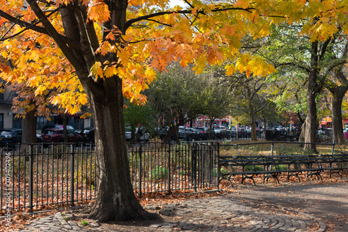 Colorful Tree at Tompkins Square Park during Autumn in the East Village of New York City