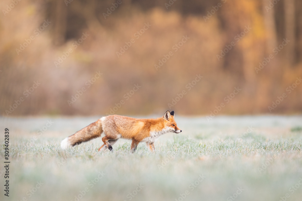 Mammals - European Red Fox (Vulpes vulpes) Mammals - European Red Fox (Vulpes vulpes)