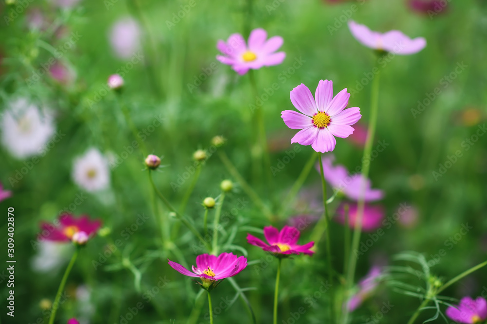 Pink and purple cosmos flowers on blurred green background. Selective focus, shallow depth of field