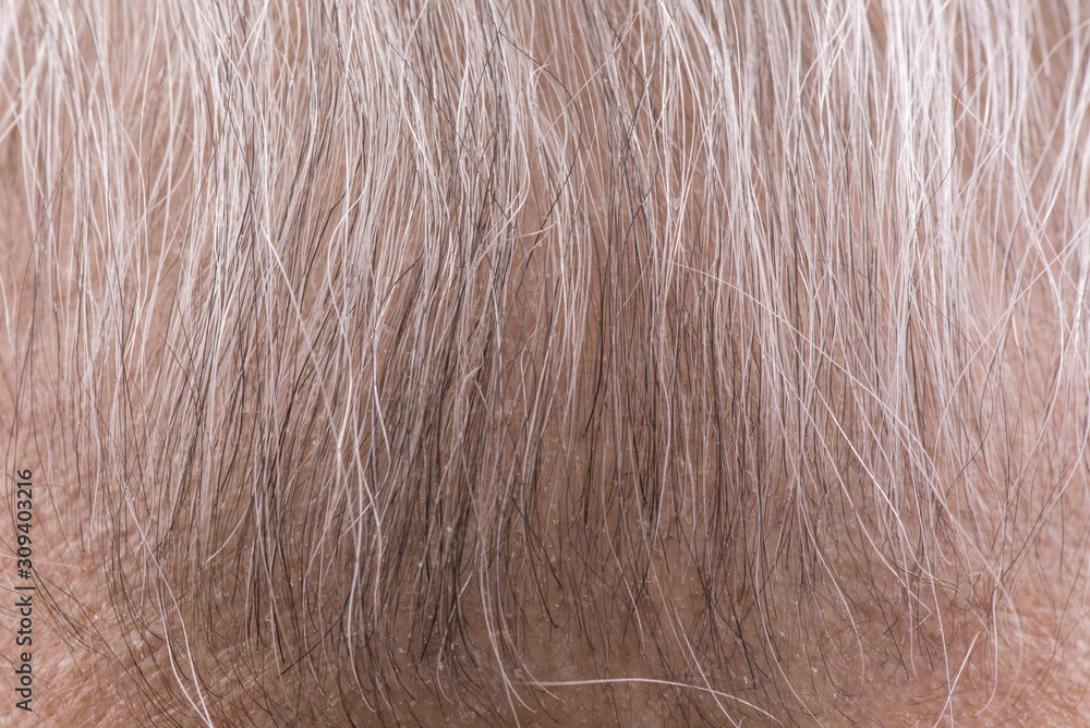 gray hair old man macro closeup gray hair old man macro closeup