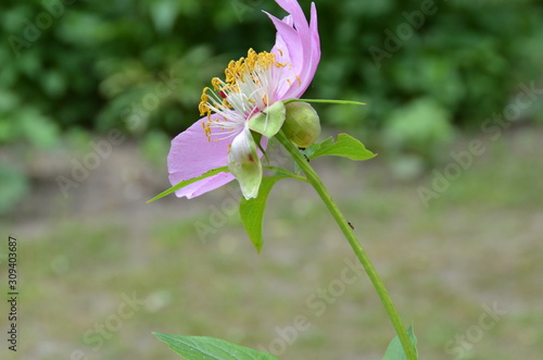 Ameisen an einer Blume