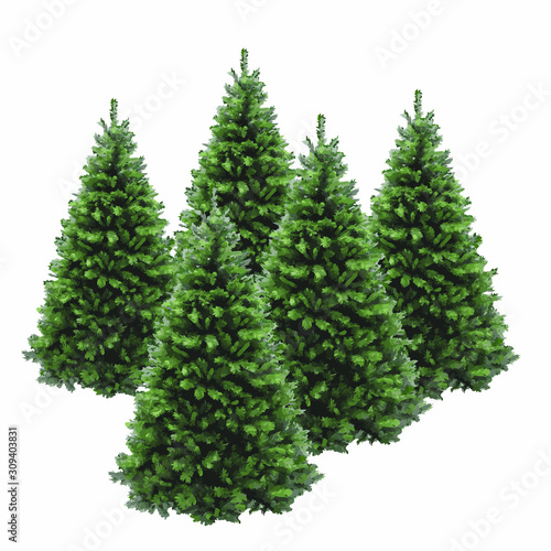 pine tree vector illustration isolated on white background. Realistic pine tree illustration. Vector element for creating your design and illustrations. Winter tree.