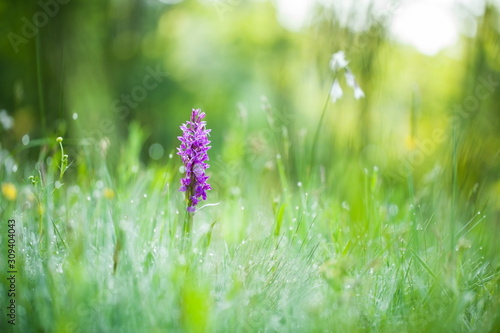Dactylorhiza majalis. Free nature. Beautiful picture. Orchid of the Czech Republic. Beautiful photo. Wild nature of the Czech Republic. Plant. Orchids of Europe.