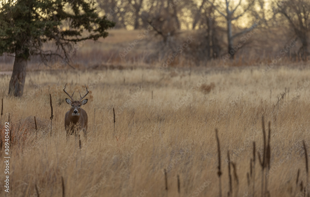 Whitetail Deer Buck in the Fall Rut Whitetail Deer Buck in the Fall Rut