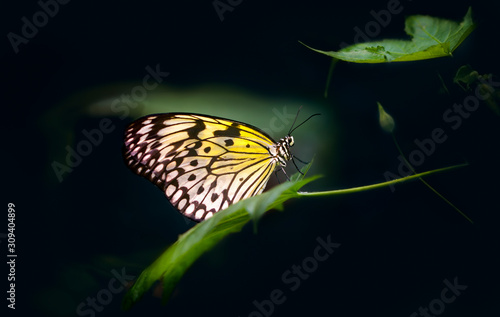 Butterfly, gorgeous butterfly sitting on a leaf, resting, beautiful colors, elegant and delicate creature.