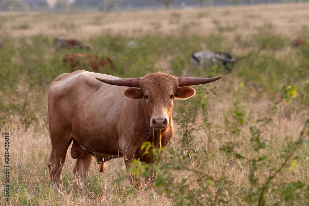 Young longhorn bull staring into camera and eating Young longhorn bull staring into camera and eating