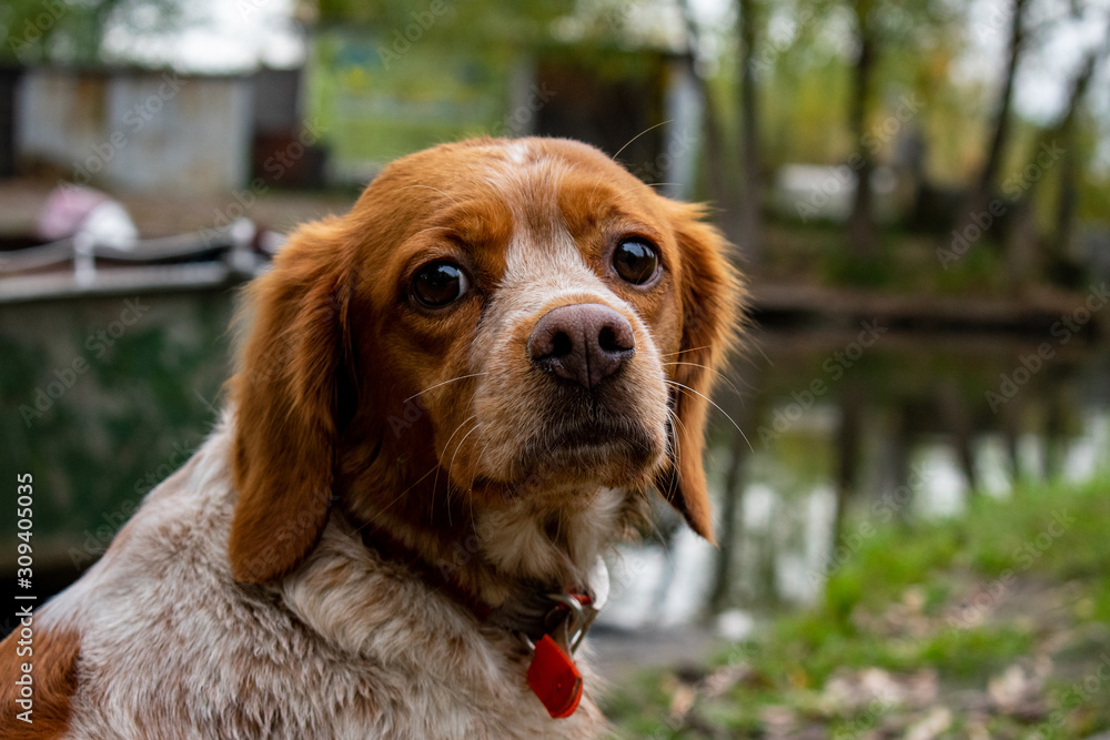 Portrait of a hunting dog