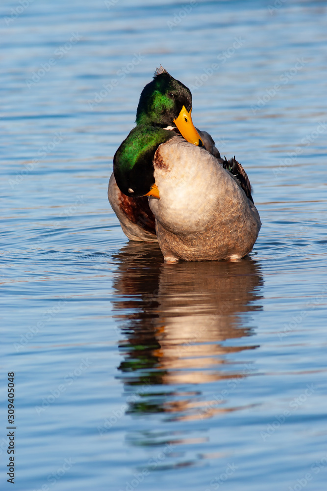 Fototapeta premium Male mallards preening standing in water 1-29-06