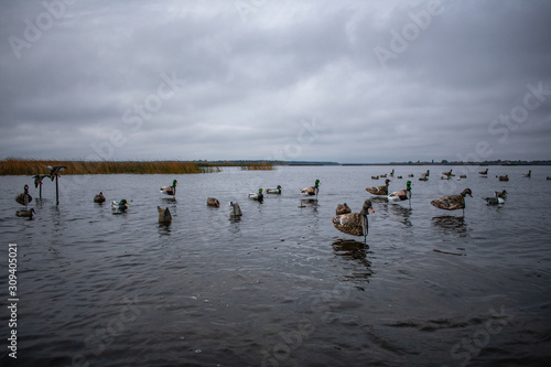 On the water stuffed placed on a duck hunt © Євгеній Бурков