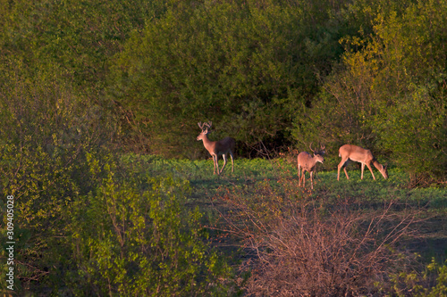 Buck watching while doe graze 7-24-05