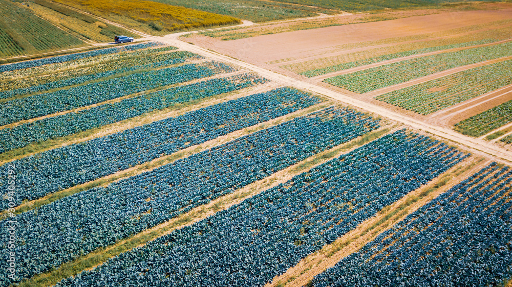 Aerial view of multicolored agricultural cabbage fields from drone Aerial view of multicolored agricultural cabbage fields from drone