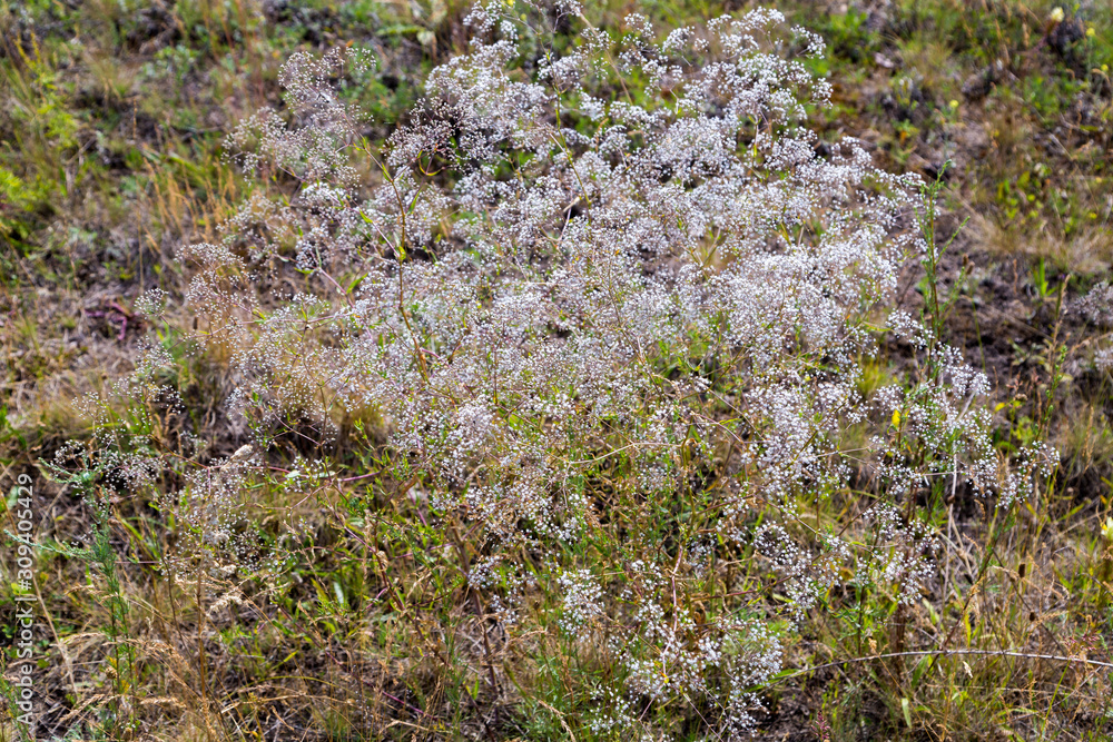 field of gypsophila paniculata field of gypsophila paniculata