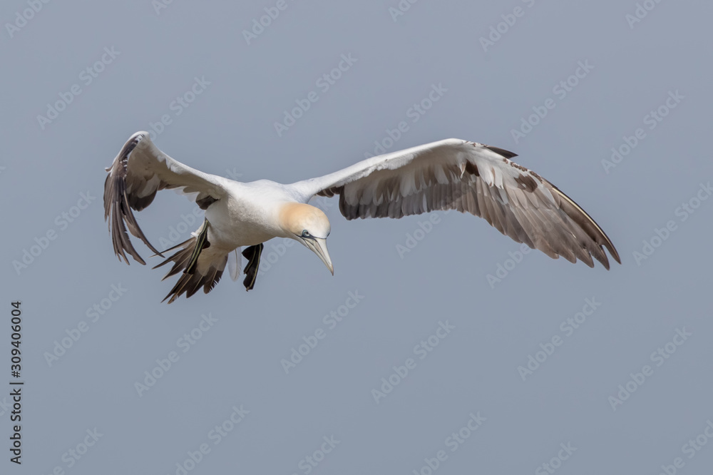 Obraz premium Gannet Flying