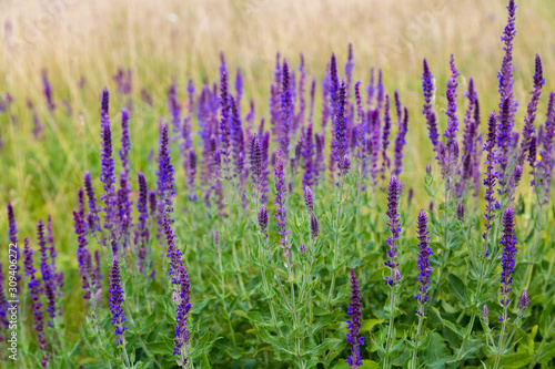 Flowers Salvia stepposa