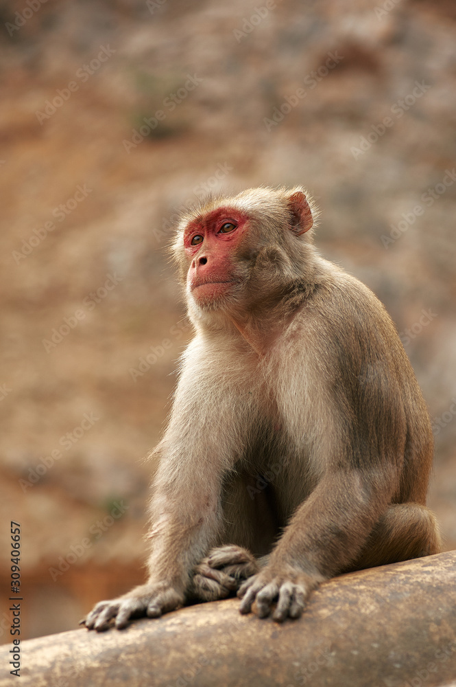 Red face monkey walking in Monkey Temple. Macaque at ancient temple background