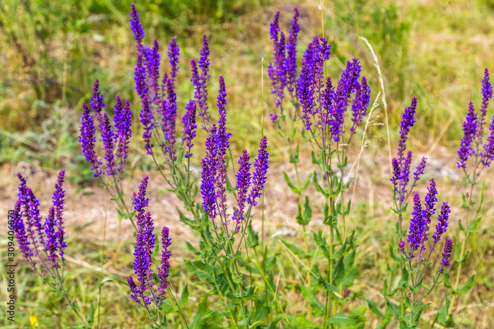 Naklejka premium field of purple flowers