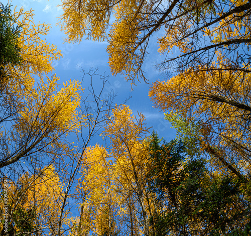 Photo looking straight up through a group of fall colored Tamarack, also called larch, trees with a stunning blue sky and wispy white clouds.