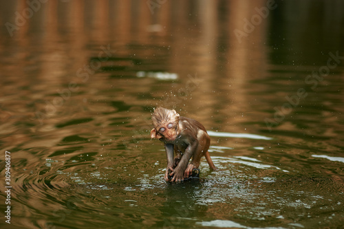 Monkey cub shakes off water in the lake. Little ape is bathing in the pond