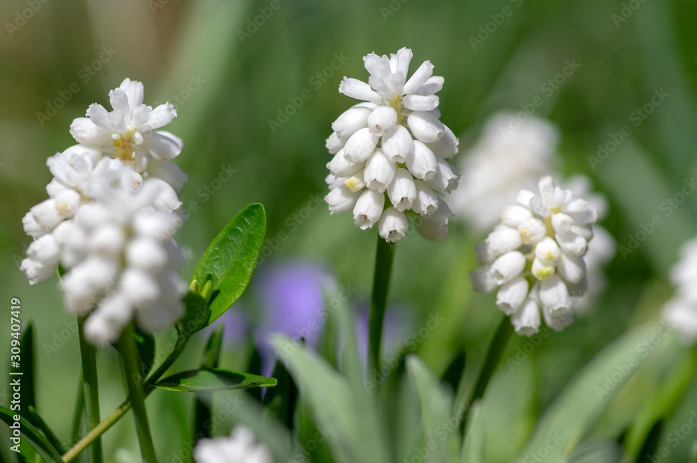 Muscari aucheri white flowering flowers, group of bulbous plants in bloom, green leaves Muscari aucheri white flowering flowers, group of bulbous plants in bloom, green leaves