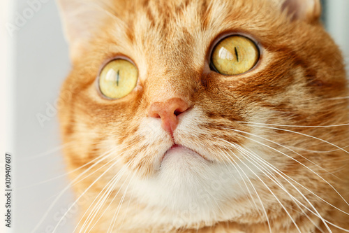 Funny red cat`s surprised muzzle close-up
