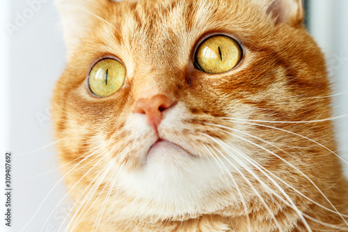 Funny ginger cat`s surprised face close-up