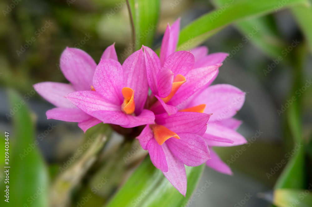 Close-up of orchid flower, Dendrobium secundum (Blume) Lindl. Close-up of orchid flower, Dendrobium secundum (Blume) Lindl.