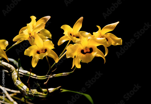 Close-up of orchid flower, Dendrobium friedericksianum Rchb.f. photo