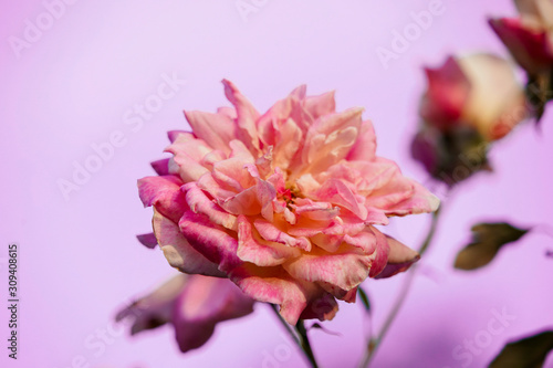 Hybrid Tea Rose Flower